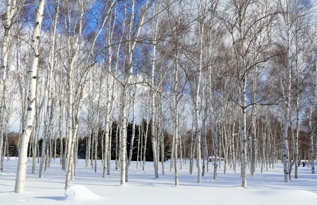白樺の木と雪景色